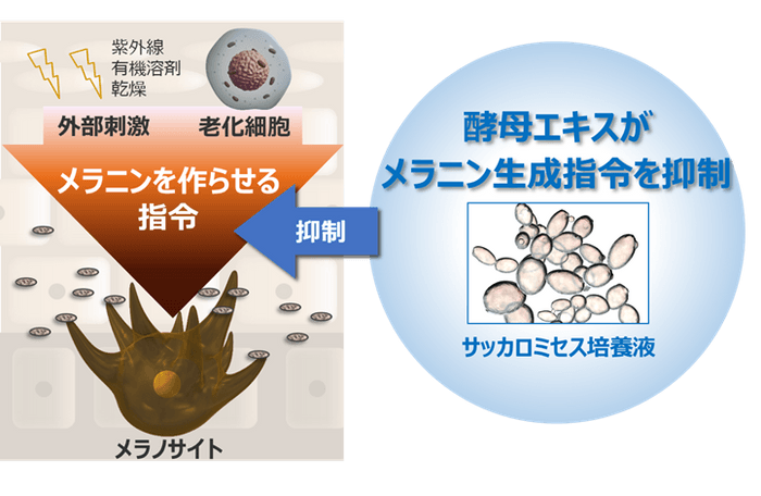 酵母エキスがメラニン生成指令を抑制するイメージ