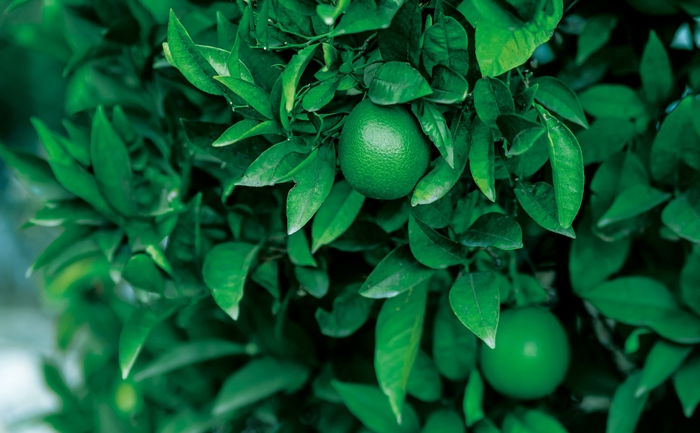 リーフ&ボタニクス ライムミント イメージ