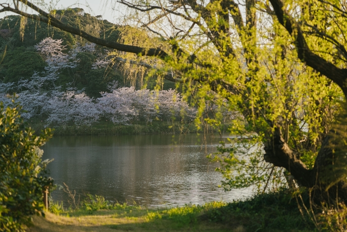 はなれ湖と桜