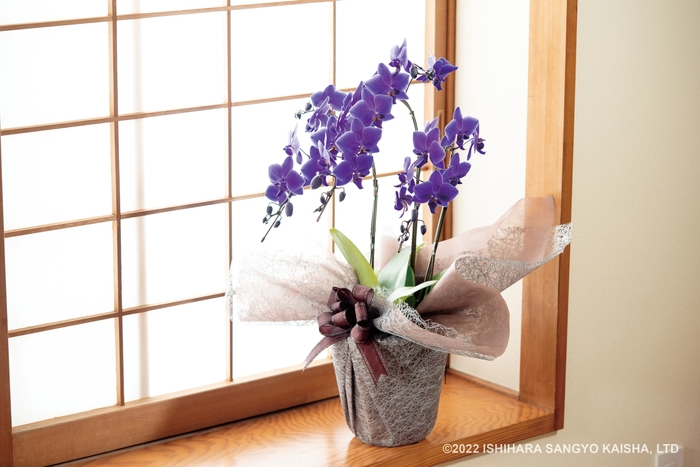 Blue Gene 商品イメージ写真(1)