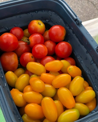 女子大生が心を込めて育てた野菜(農薬：栽培期間中不使用)が 格安で入手できるイベント「日曜マルシェ」を 狭山のデイサービス アンミッコ宮前の敷地内にて 毎週日曜日15時から開催中