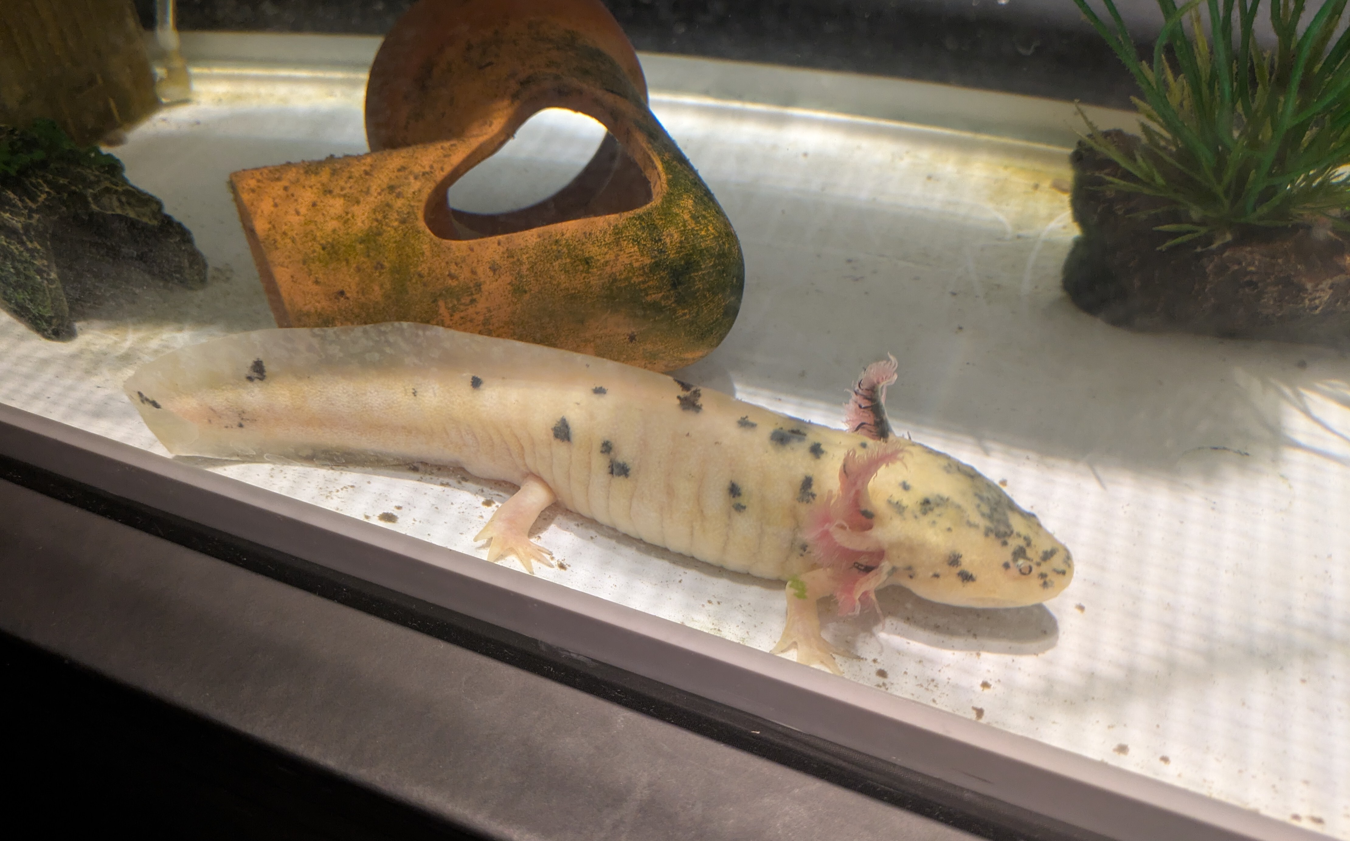 ウーパールーパー