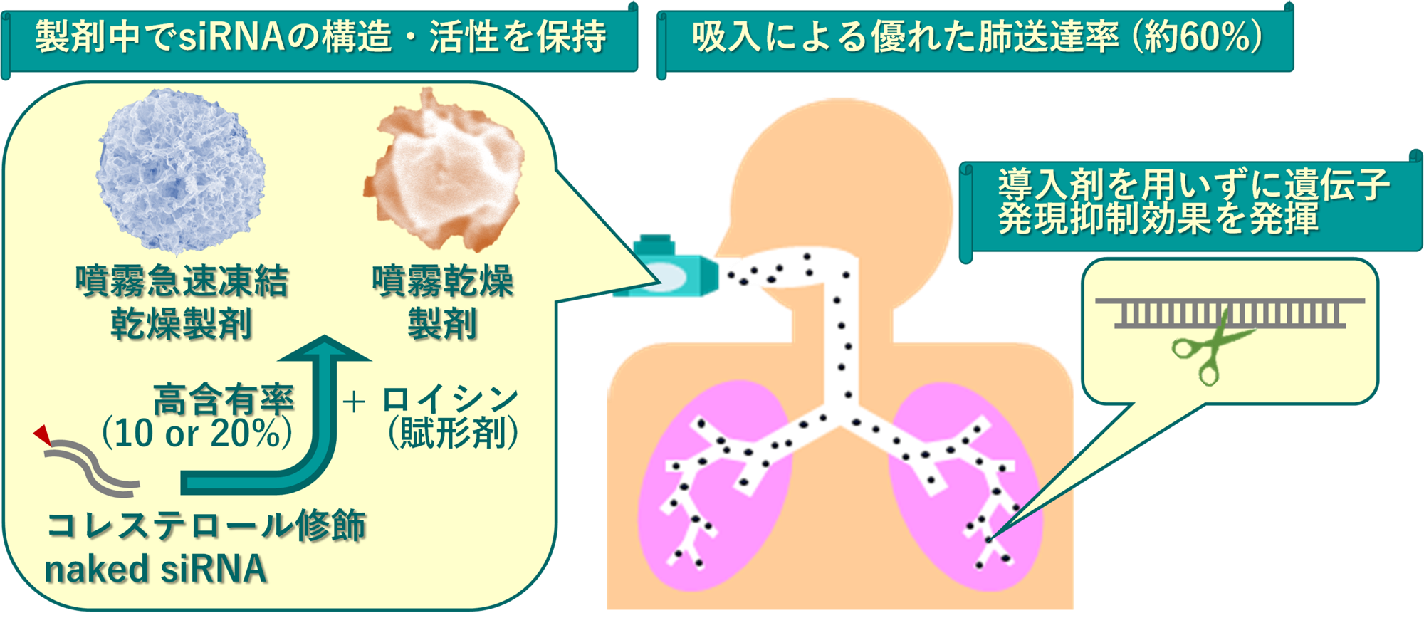 【名城大学】導入剤を使わずに肺内で遺伝子発現を抑制
吸入可能なnaked siRNA高含有粉末製剤を開発