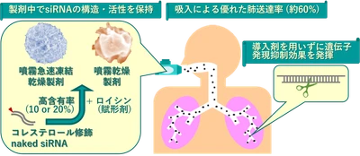 【名城大学】導入剤を使わずに肺内で遺伝子発現を抑制
吸入可能なnaked siRNA高含有粉末製剤を開発