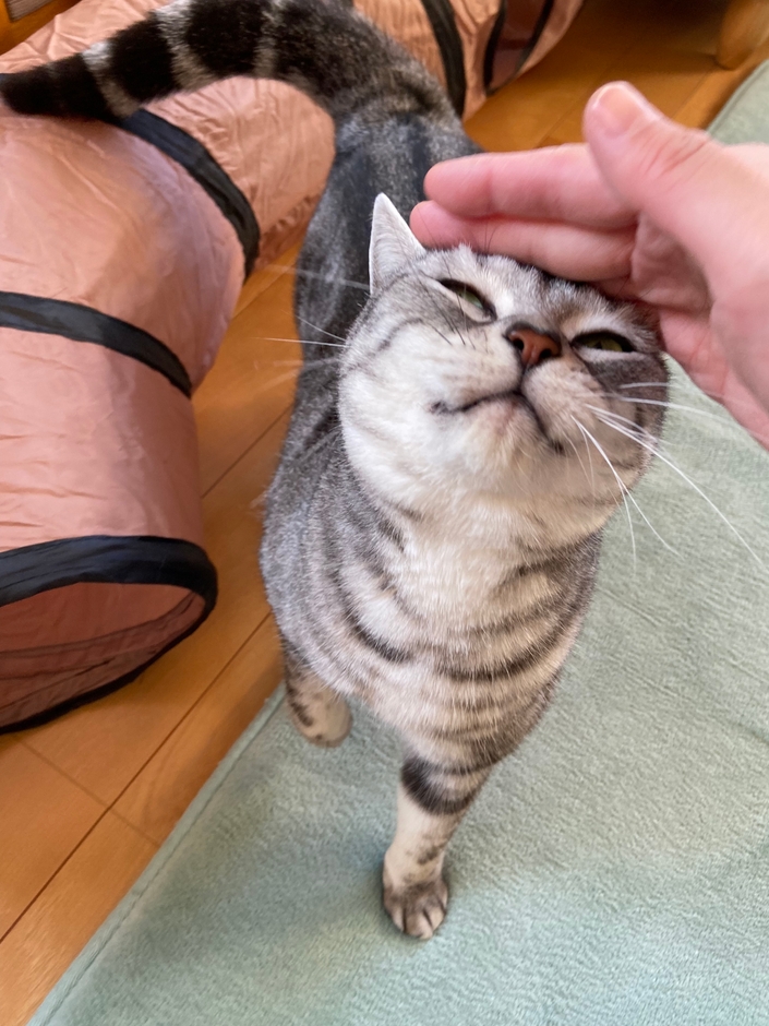 お泊り猫の様子(8)