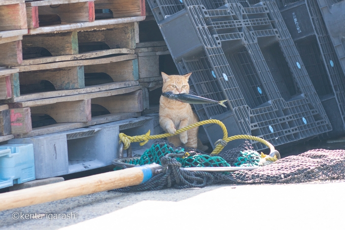 猫と魚3