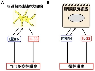 世界初！　膵臓の慢性疾患の発症メカニズムを解明　膵臓疾患治療や膵臓癌予防への応用に期待