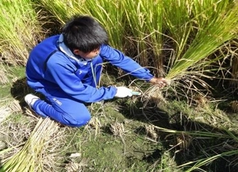 稲作実習で稲刈りを体験　「食事への感謝の心」を育む、中学1年生の総合学習