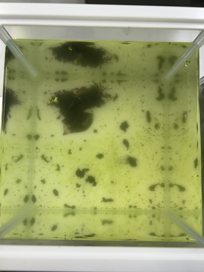 緑色の濁りが発生