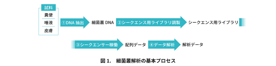 腸内細菌叢サービス画像　図1