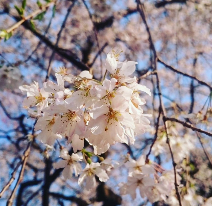 小川町さくらロード