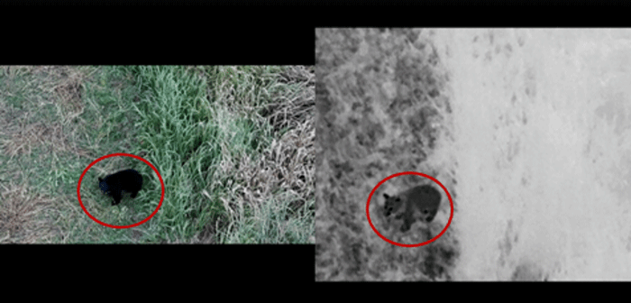 ＜ドローンがとらえた熊の映像　＊赤枠内が熊＞