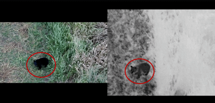 <ドローンがとらえた熊の映像 *赤枠内が熊>