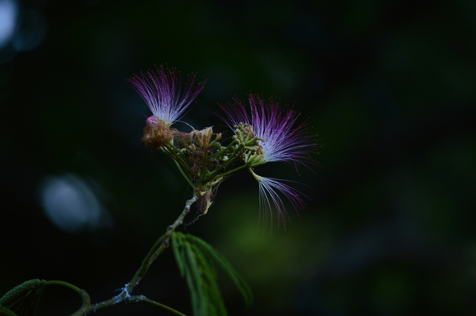 夕方から夜にかけて咲く、幻想的なネムノキの花