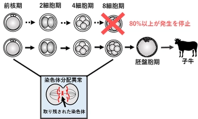 生きたまま染色体を診た受精卵から健康な子牛を産ませることに成功！