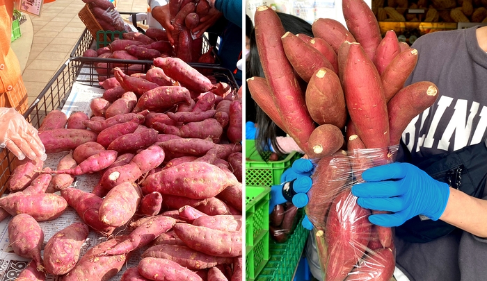 さつまいも詰め放題