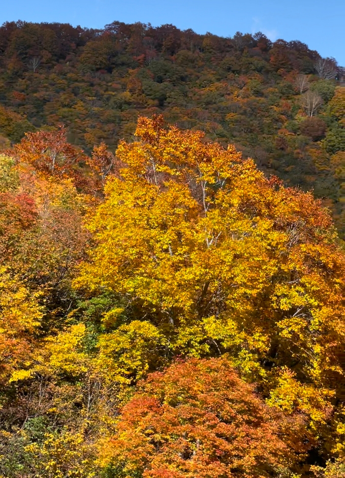 周囲の山々も山頂から紅葉が進み、今後一層山麓にかけて紅葉が進みます。