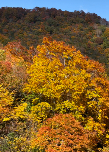 周囲の山々も山頂から紅葉が進み、今後一層山麓にかけて紅葉が進みます。