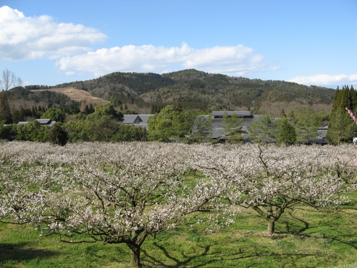 3月上旬 城州白の見頃の様子