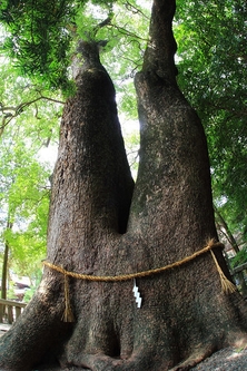 星田神社御神木