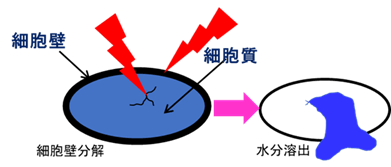 活性酸素による細胞壁分解