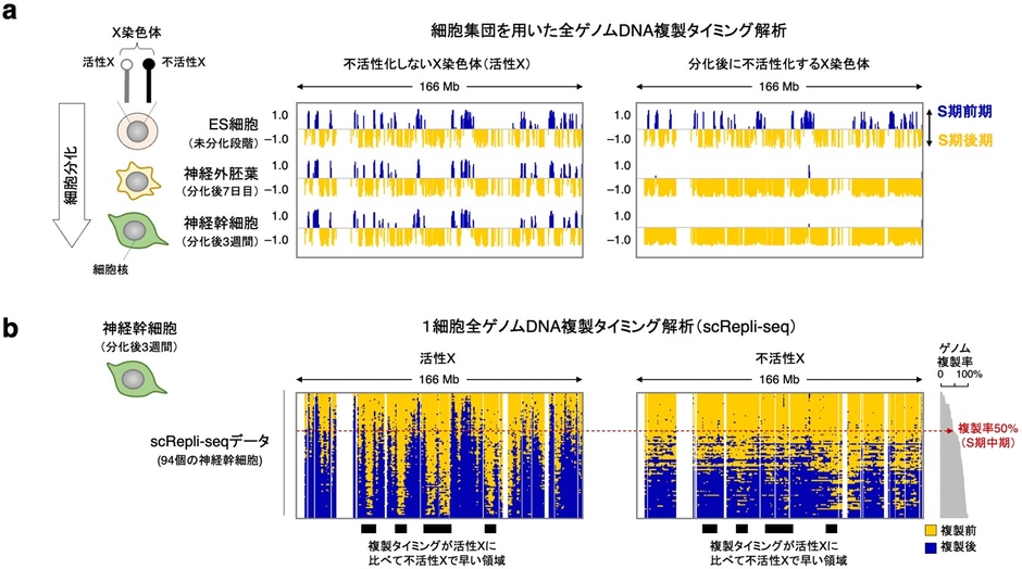 図1 細胞集団および1細胞全ゲノムDNA複製解析によるX染色体の複製プロファイリング