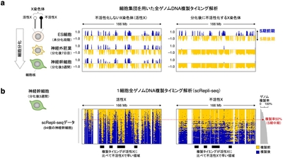 図1 細胞集団および1細胞全ゲノムDNA複製解析によるX染色体の複製プロファイリング