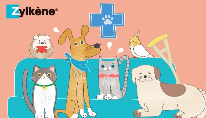 ジルケーンでどうぶつ病院へ