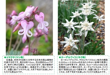 六甲高山植物園 高嶺の花 コマクサとエーデルワイス が見頃です！