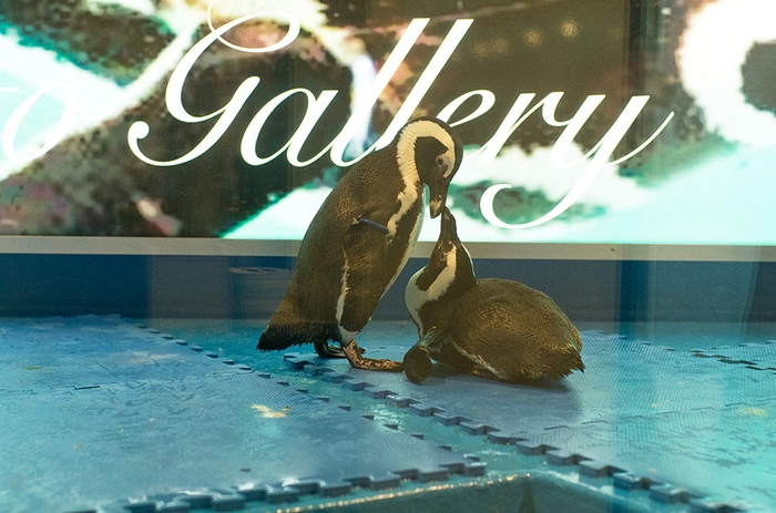 ペンギンのいるクリスマス2021