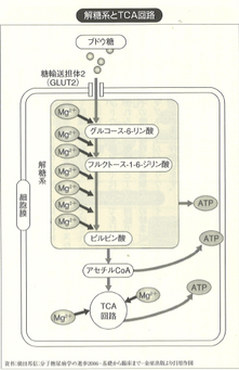 画像(2) 体内エネルギー生成に必要なMg