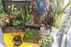 食虫植物の寄せ植え(イメージ)