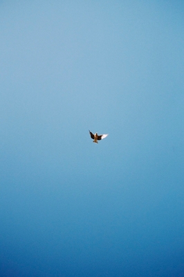 AOKI takamasa " photography ", C-print