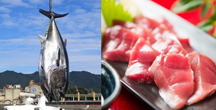 返礼品:「豊後まぐろ ヨコヅーナ」