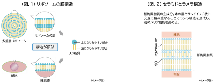 (図.1)リポソームの膜構造/(図.2)セラミドとラメラ構造