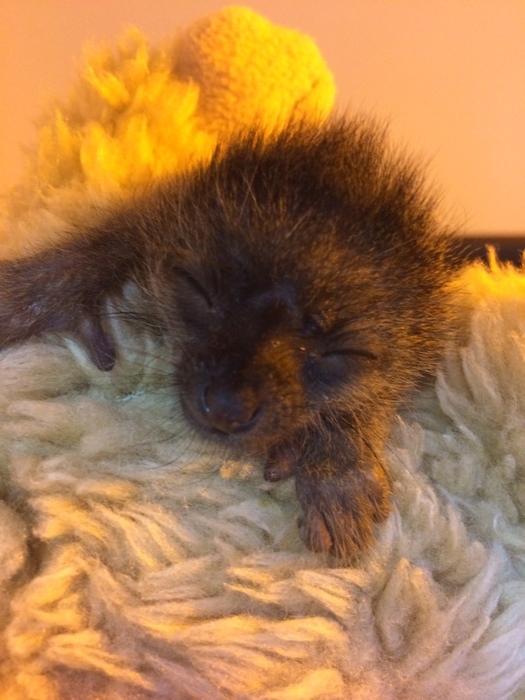 ブラウンキツネザル『タネ』体長 12cm、体重 77グラム