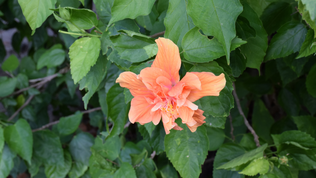 ハイビスカスフラワーパウダーの市場規模は2027年までに217.5百万米ドルに達する見込み