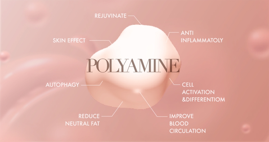 ポリアミンの効果