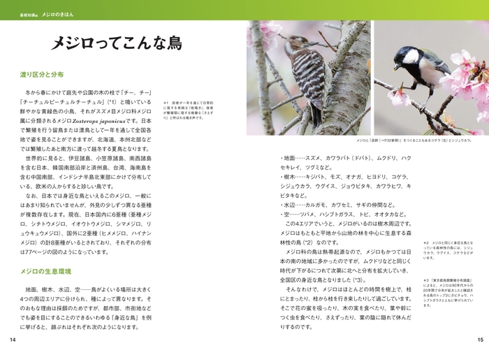 メジロってこんな鳥