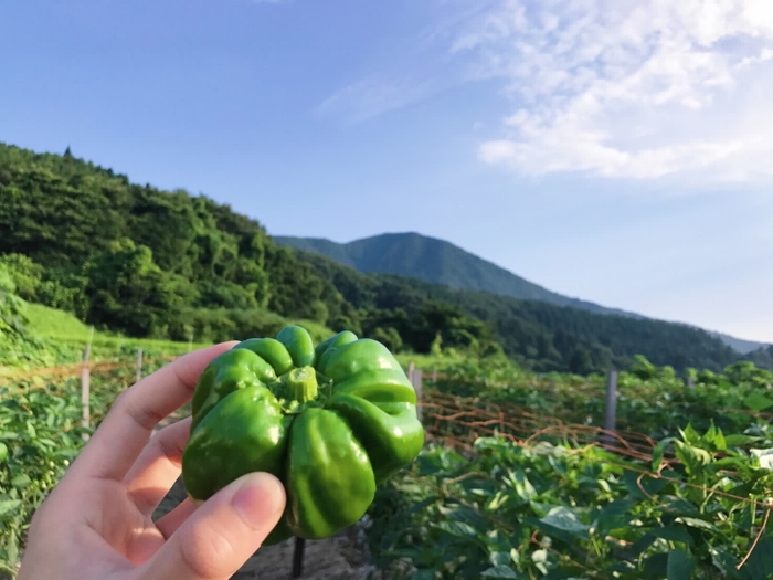 「ぼたんこしょう」がとれるのは、長野県中野市の永江地区。標高1,000ｍ近い冷涼な土地で、ぴりっと辛く育ちます。