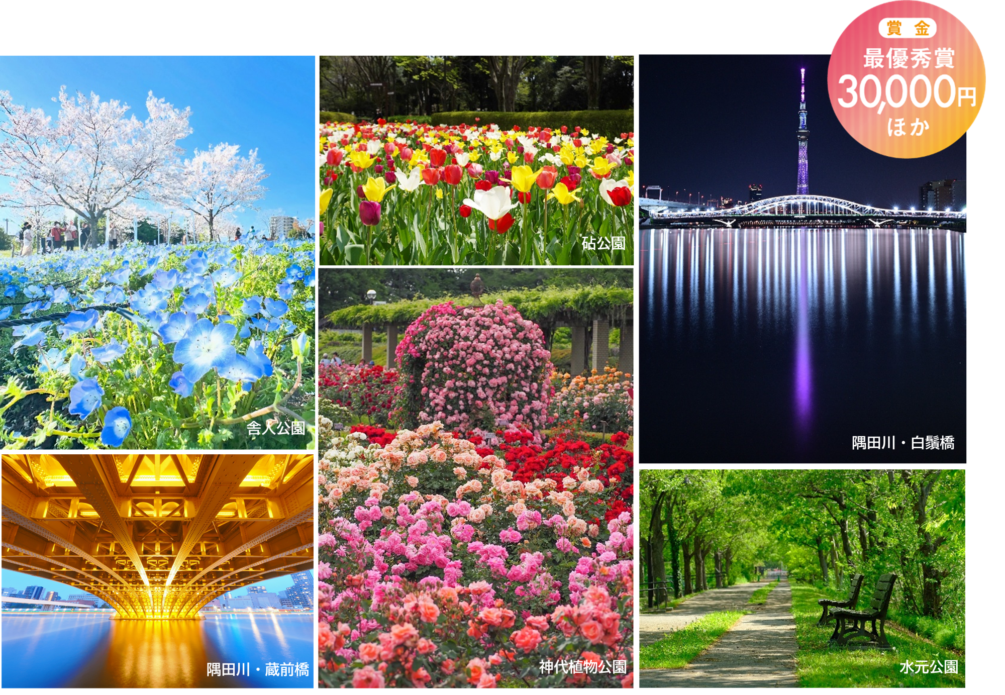 【3/27(金)より募集スタート】春のTOKYO Instagramフォトコンテスト2026 ～都立公園・庭園・隅田川でたのしむ春～