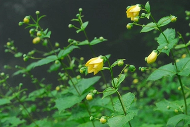 六甲高山植物園 約3,000株日本一の大群落 小説「天涯の花」で知られるキレンゲショウマが見頃です！