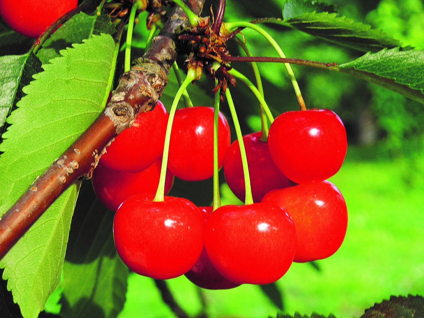 〝さくらんぼ〟の形に走って！描いて！投稿しよう！「TATTAで描こう さくらんぼの軌跡」コンテスト