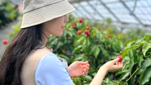 都心から60分の“ライチ狩り”！ 国内わずか1％の希少な完熟果実、高級ブランド「千の葉ライチ」が 5月1日より予約受付を開始