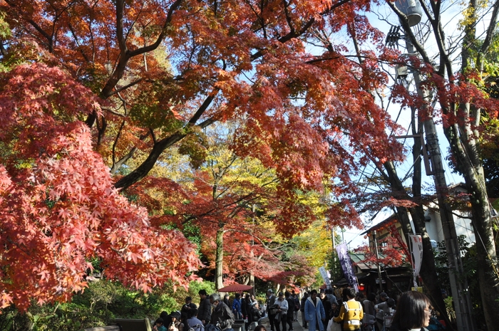 深大寺界隈の紅葉の様子（調布市提供）