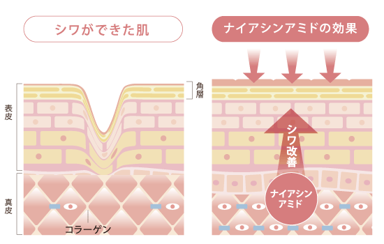 しわ改善効果の仕組み