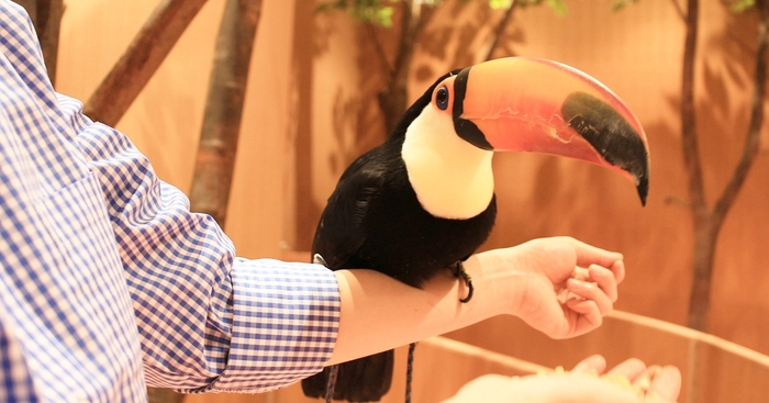 園内を自由に飛び交うオニオオハシにはちょっとびっくり!?