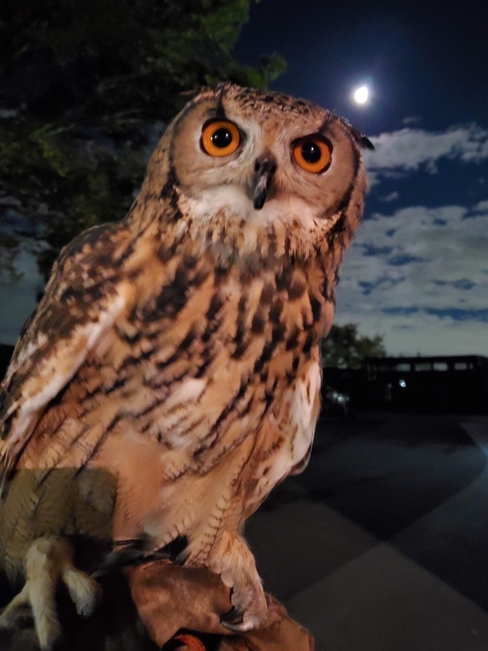 ベンガルワシミミズク イメージ