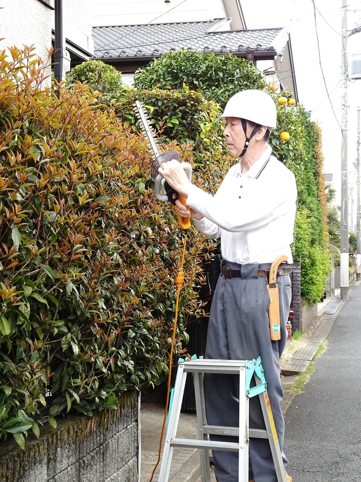 生垣のキンモクセイを剪定する一彦さん