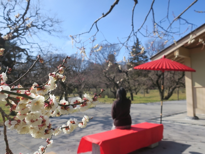 うめ園フォトスポット（イメージ）